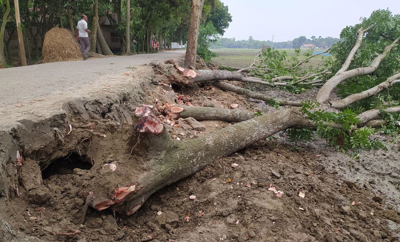 সরকারি গাছকে 'নিজের' বলে বিক্রি করে দিচ্ছেন আইনুল হক!